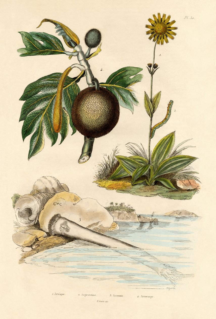 Arnica, 1833-39 door French School