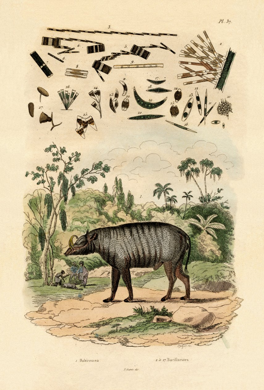 Babiroessa, 1833-39 door French School