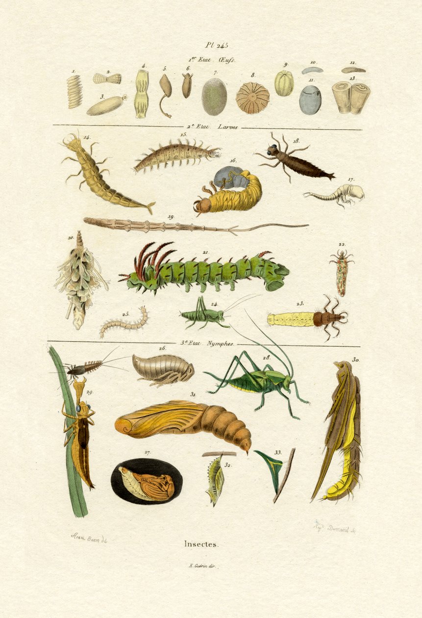 Insecten door French School