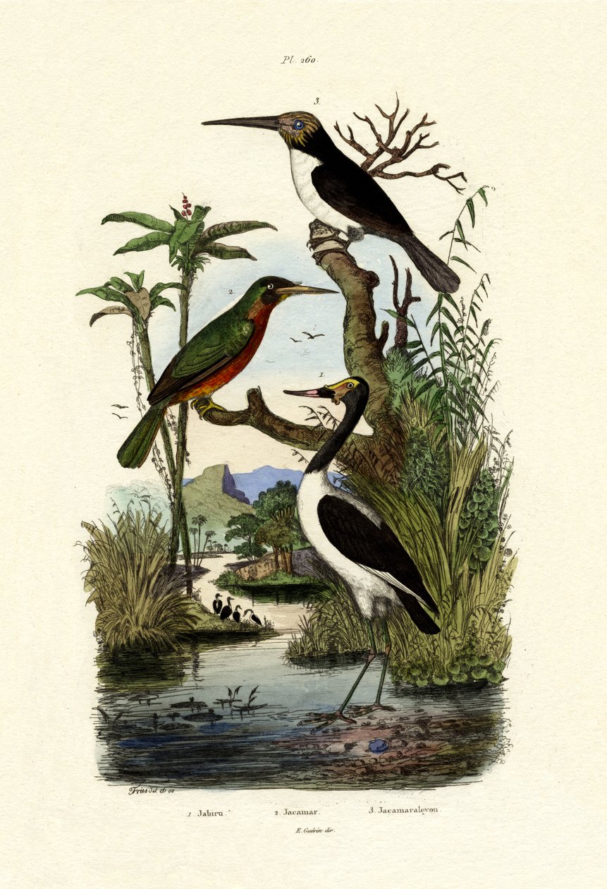 Jabiru door French School