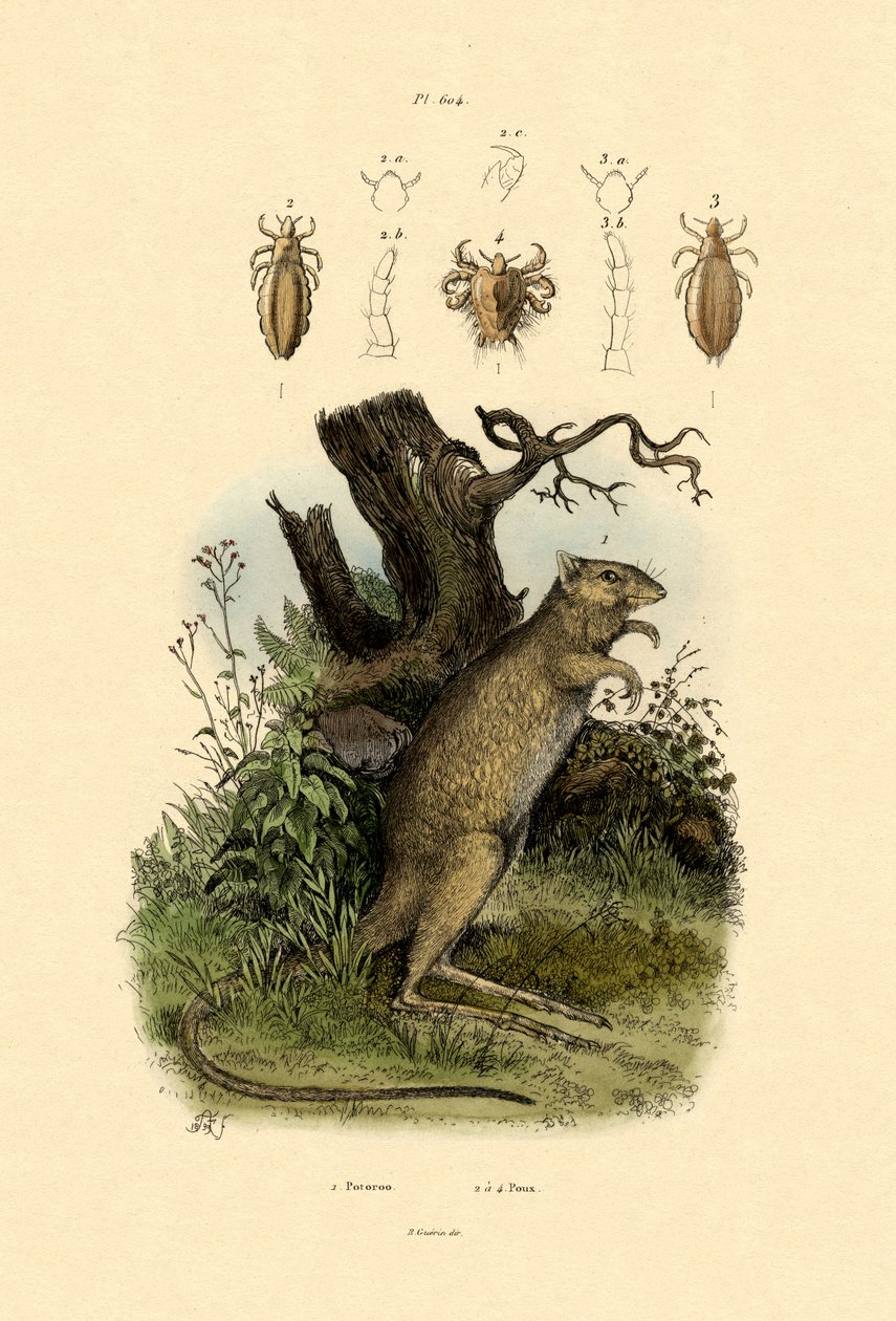 Rat-kangoeroe, 1833-39 door French School