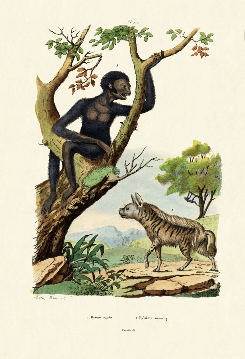 Siamang door French School