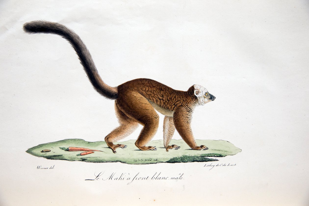 Witkopmaki, uit Histoire Naturelle des Mammifères, met originele figuren, door Étienne Geoffroy Saint-Hilaire & Frédéric Cuvier, 1824-42 door French School