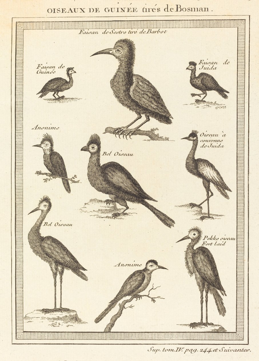 Guinese Vogels uit Bosman door French 18th Century