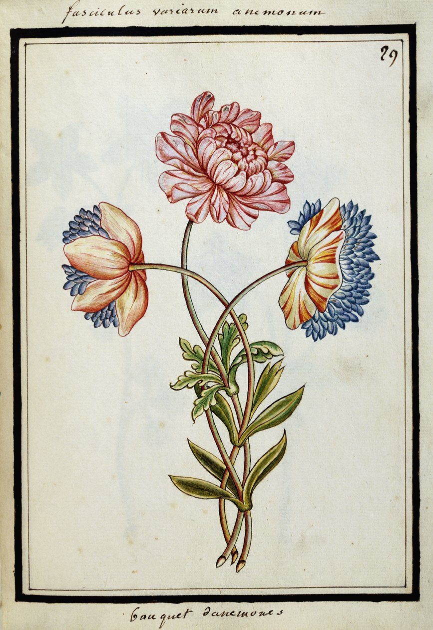 Boeket anemonen, c.1700 door French School