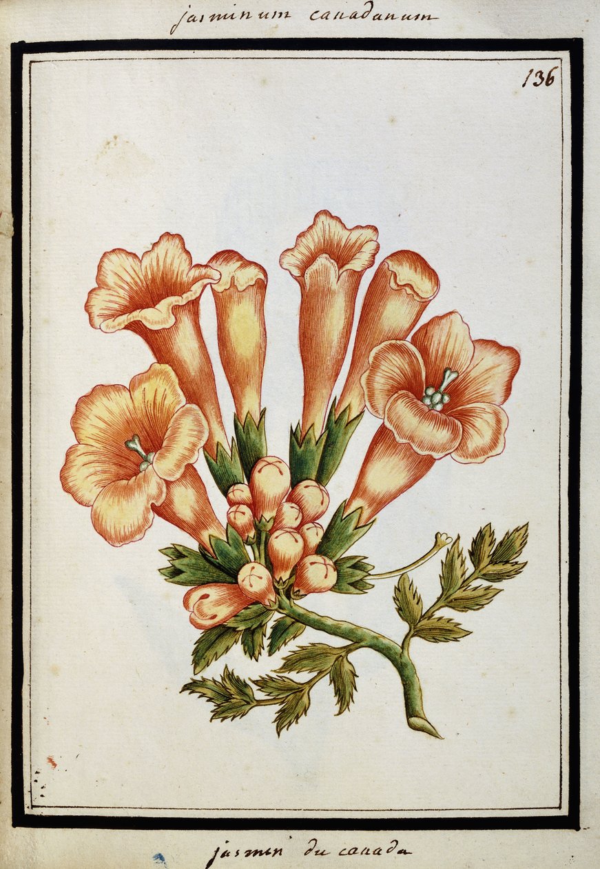 Canadese Jasmijn, ca. 1700 door French School