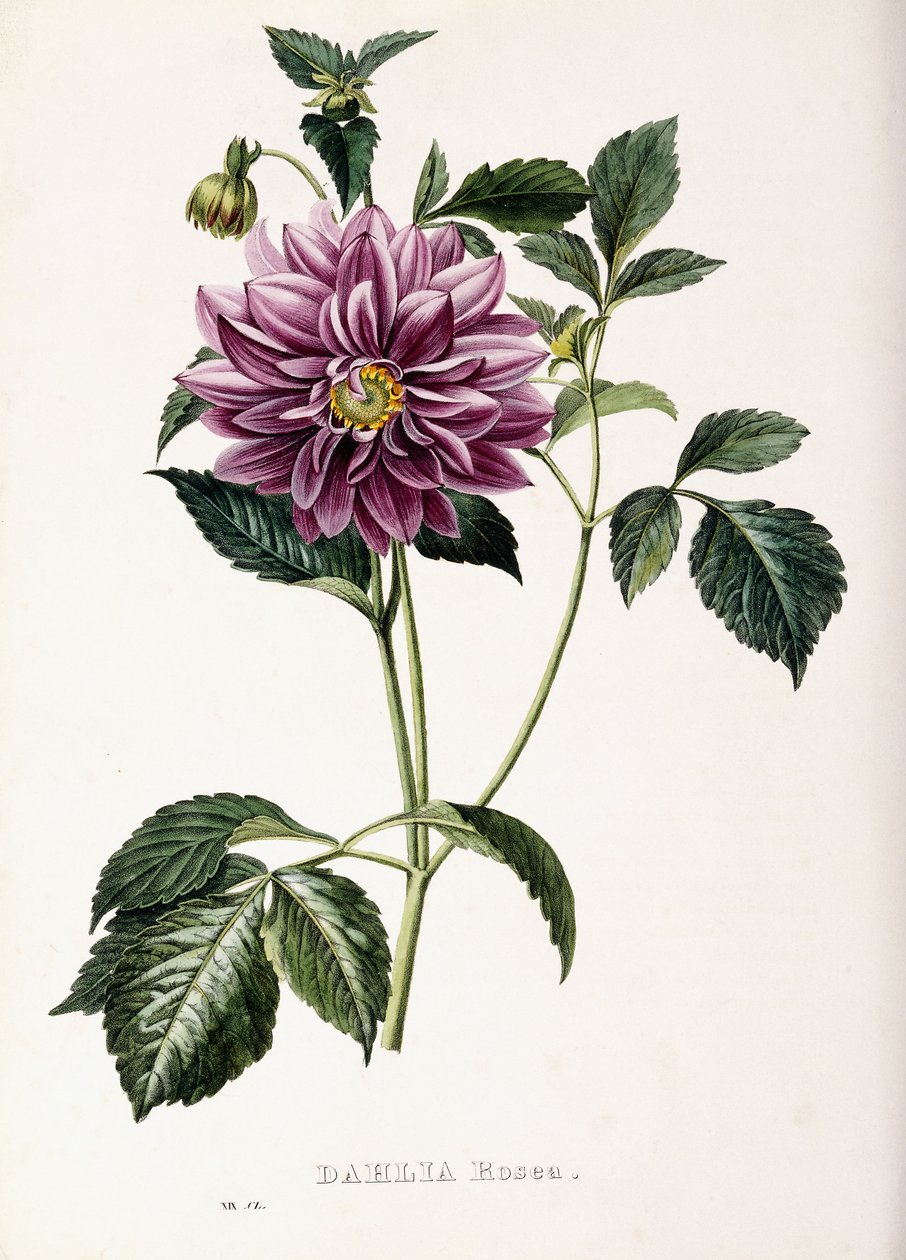 Dahlia Rosea, 1715 door French School