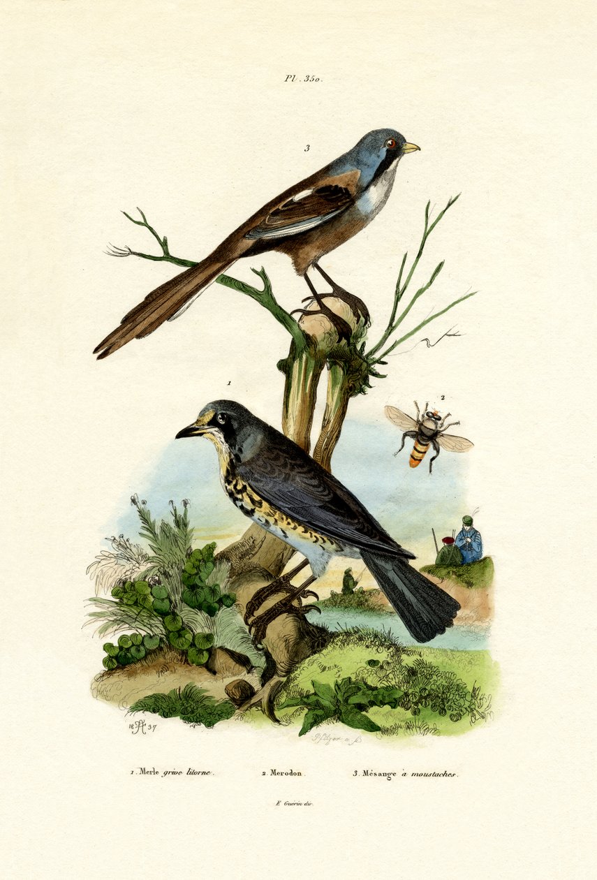 Kramsvogel door French School