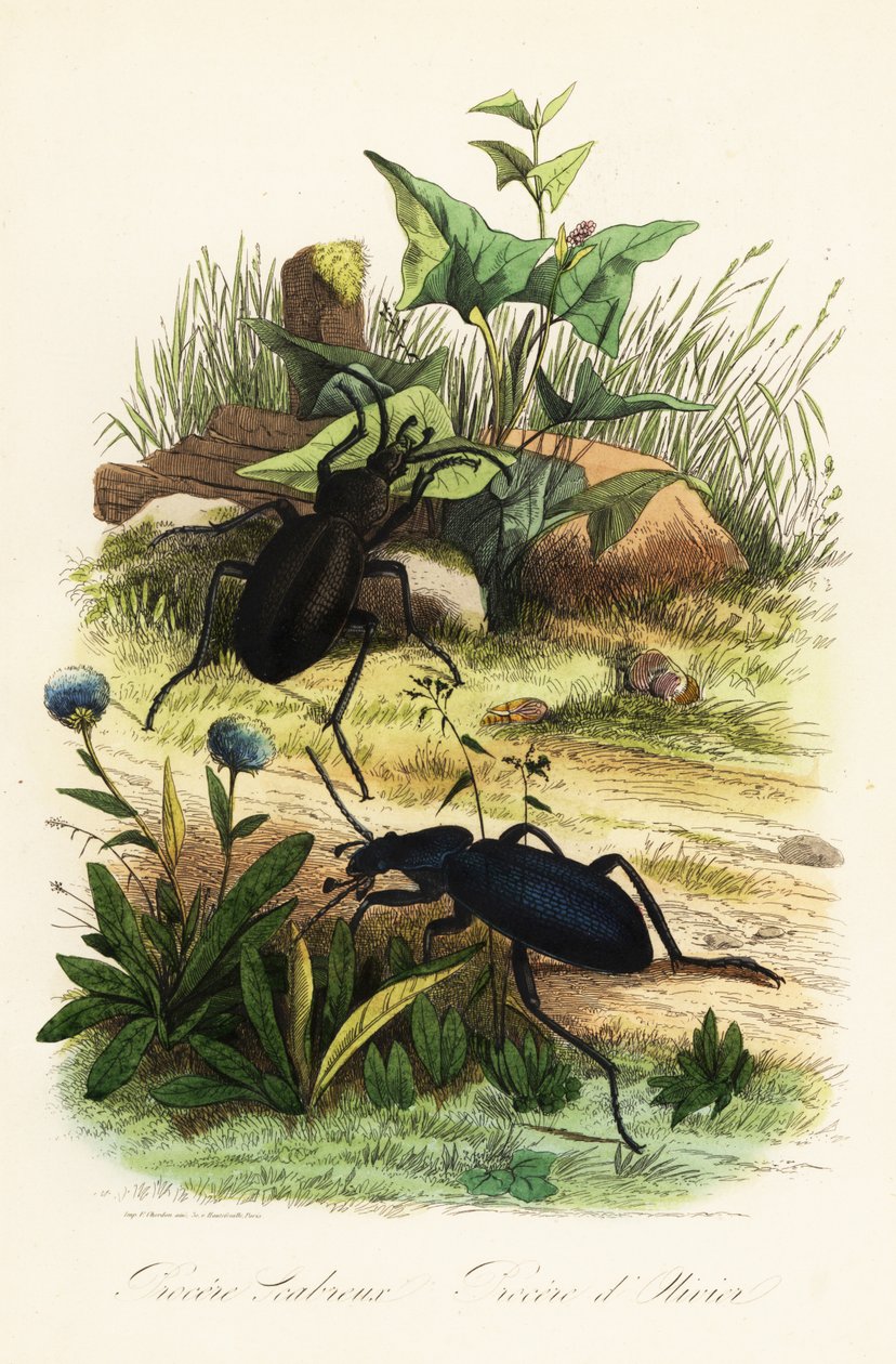 Grote violette grondkevers, Carabus scabrosus door French School