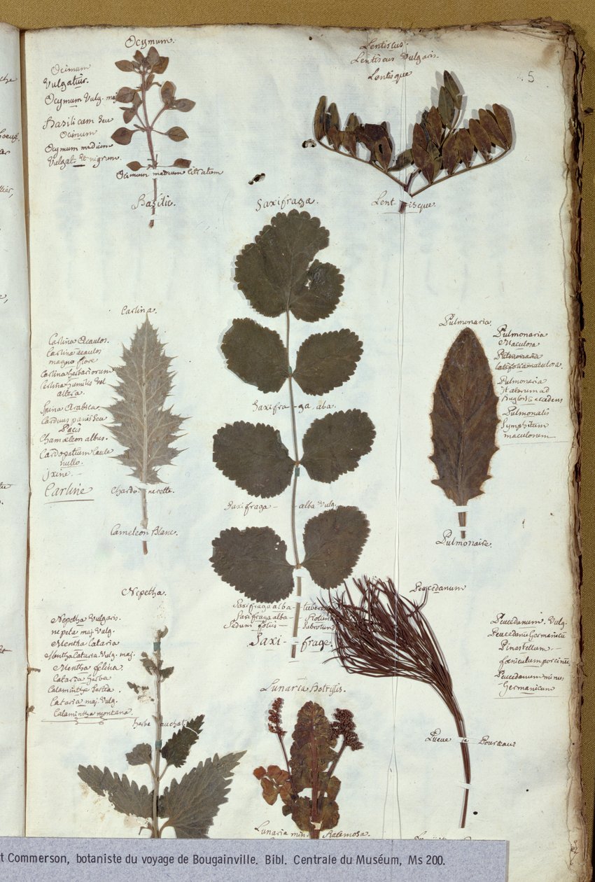 Herbarium van Philibert Commersons (1727-73) door French School