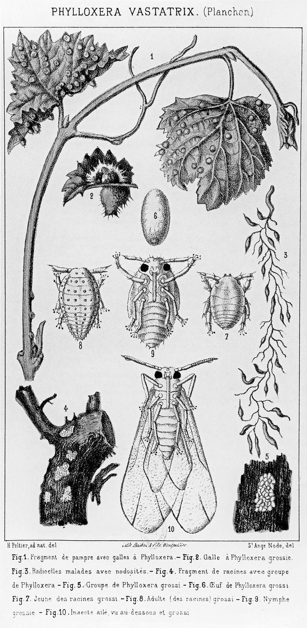 Phylloxera Vastatrix, c. 1850 door French School