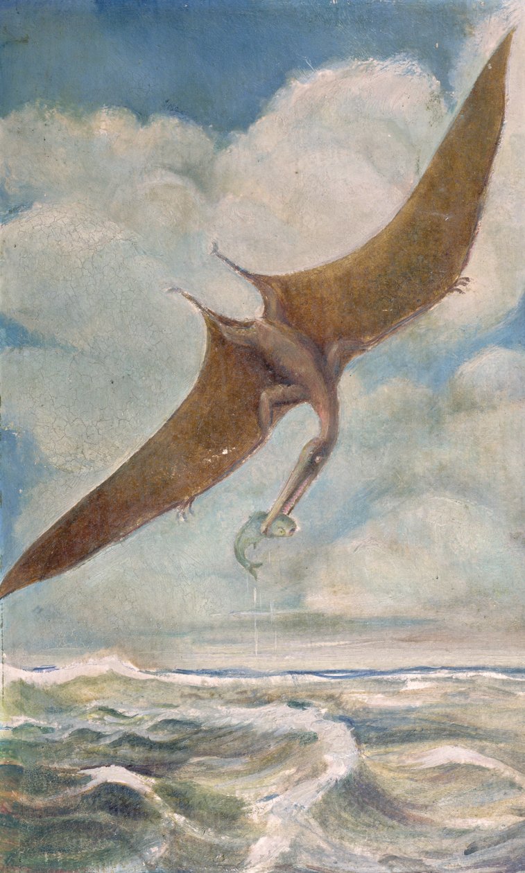 Pterodactylus aan het vissen door French School