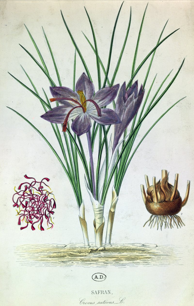 Saffraan (Crocus Sativus) door French School