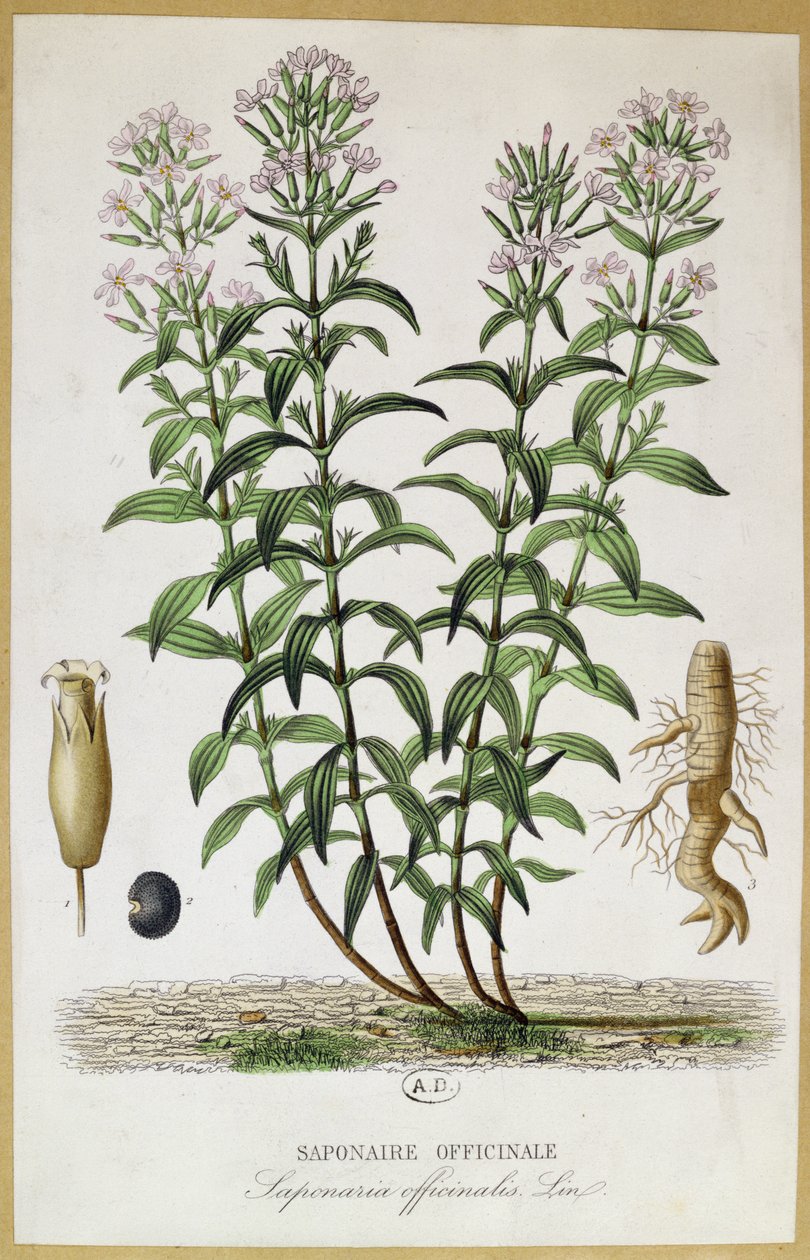 Saponaria officinalis, 19e eeuw door French School