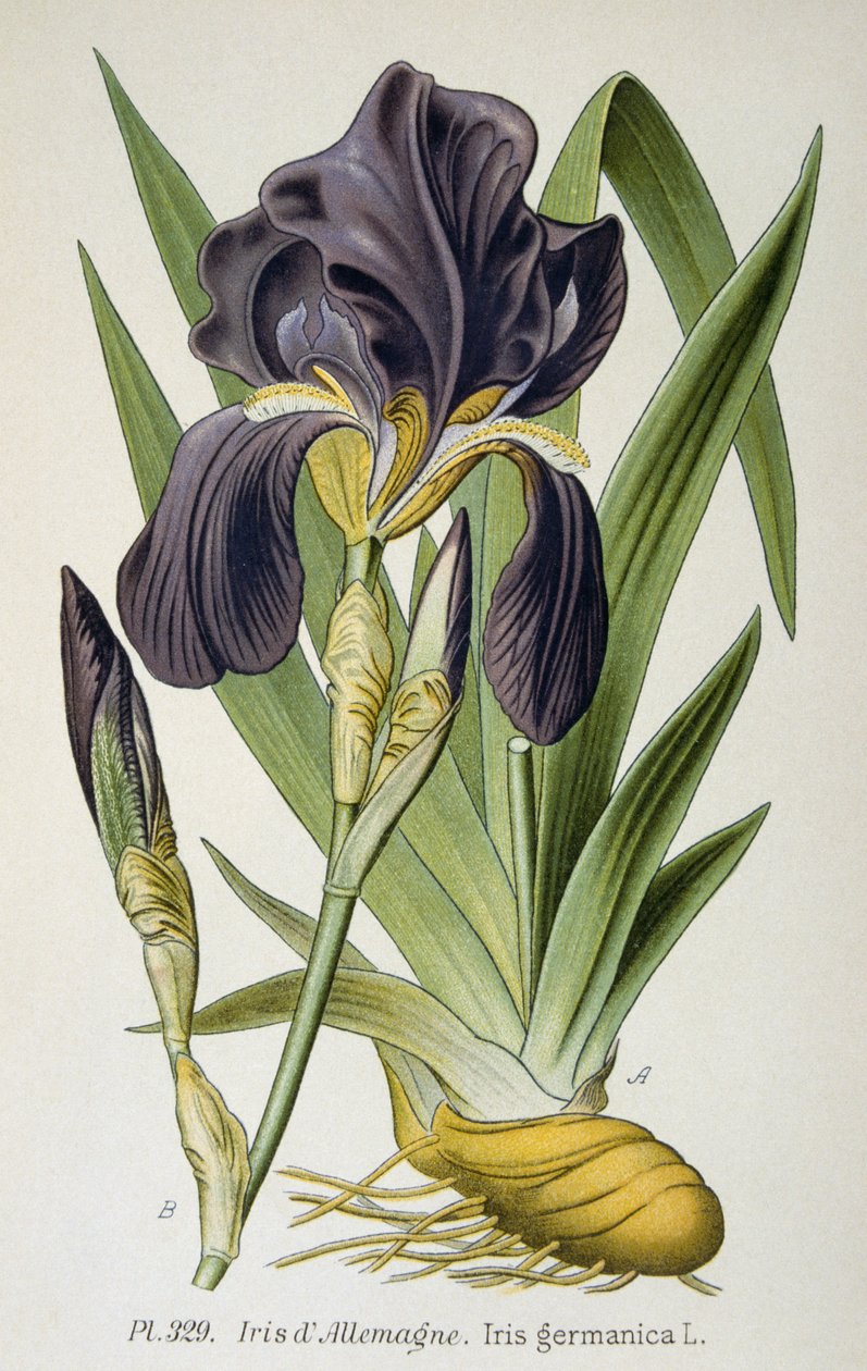 De Duitse iris bloem door French School