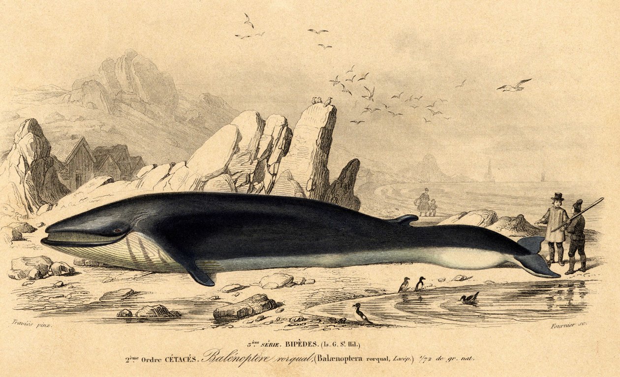 Walvis of baleinoptere (Balaenoptera rorqual) door French School