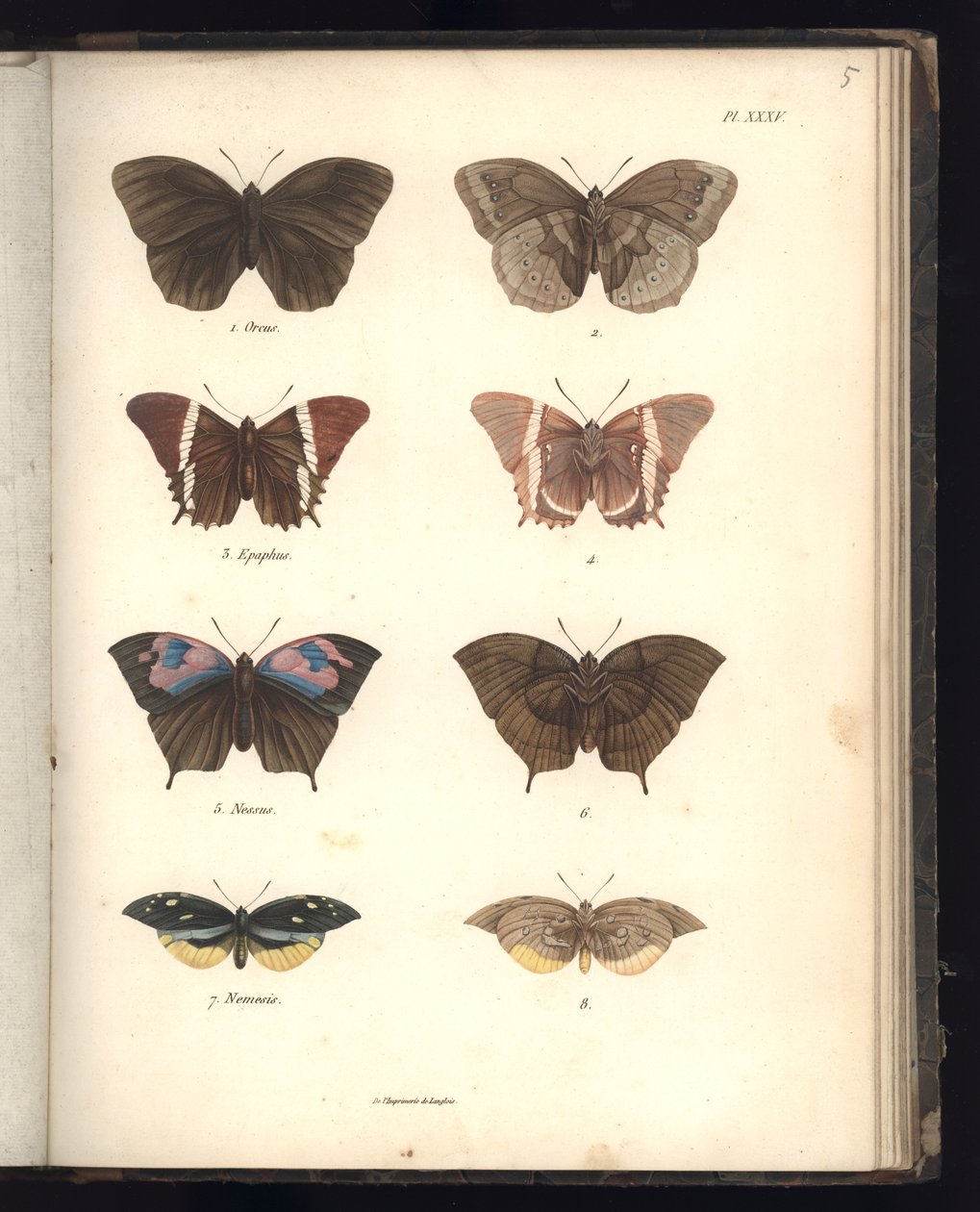 Lepidoptera, Pl. XXXV, illustratie uit 