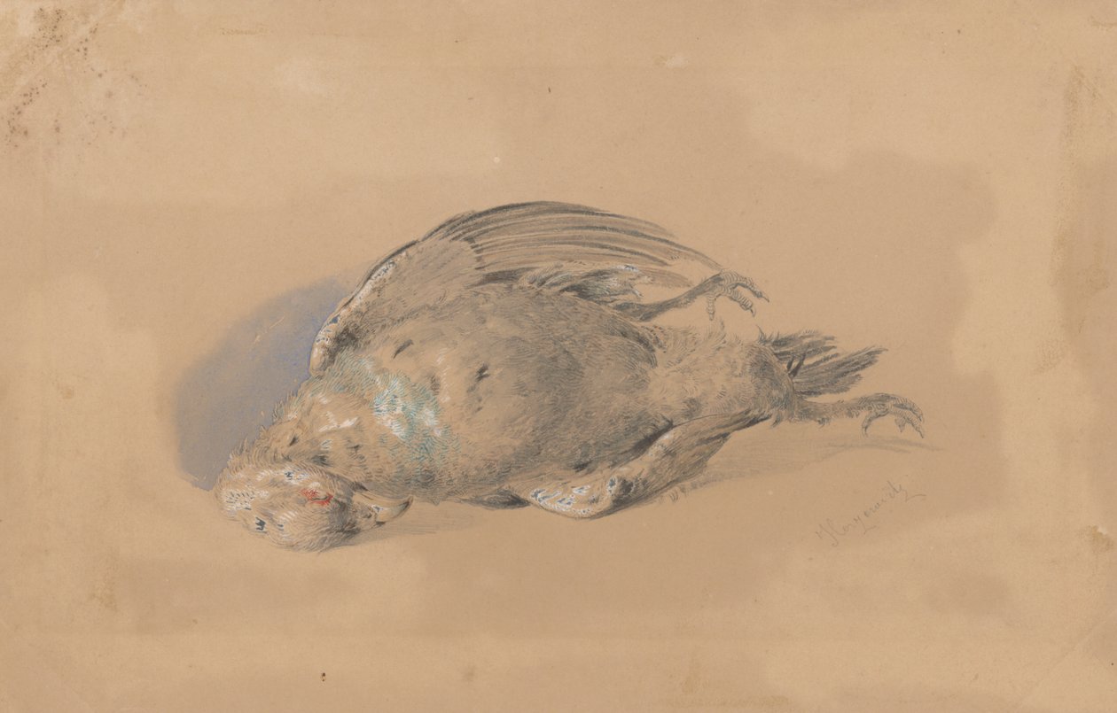 Dode korhoen door Friedrich Carl von Scheidlin