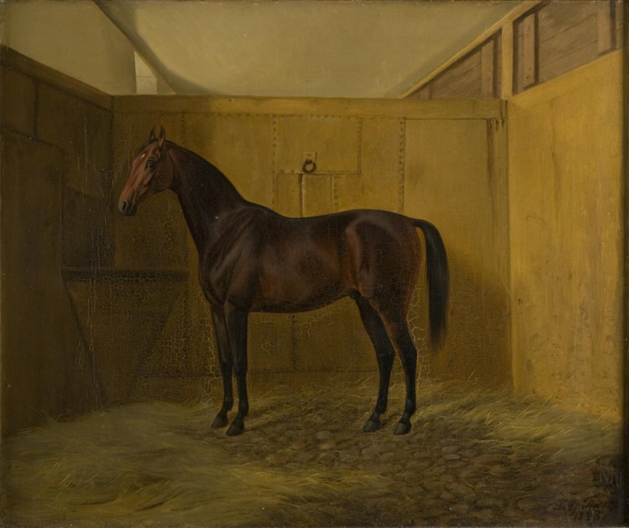 Bruno door Fritz Thomsen