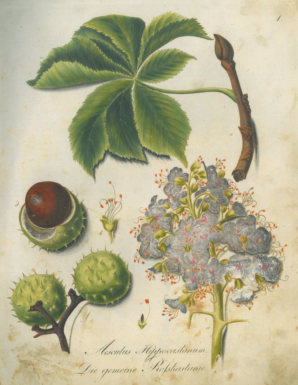 Paardenkastanje (Aesculus hippocastanum) door G.F. Abel I. D. Reiter