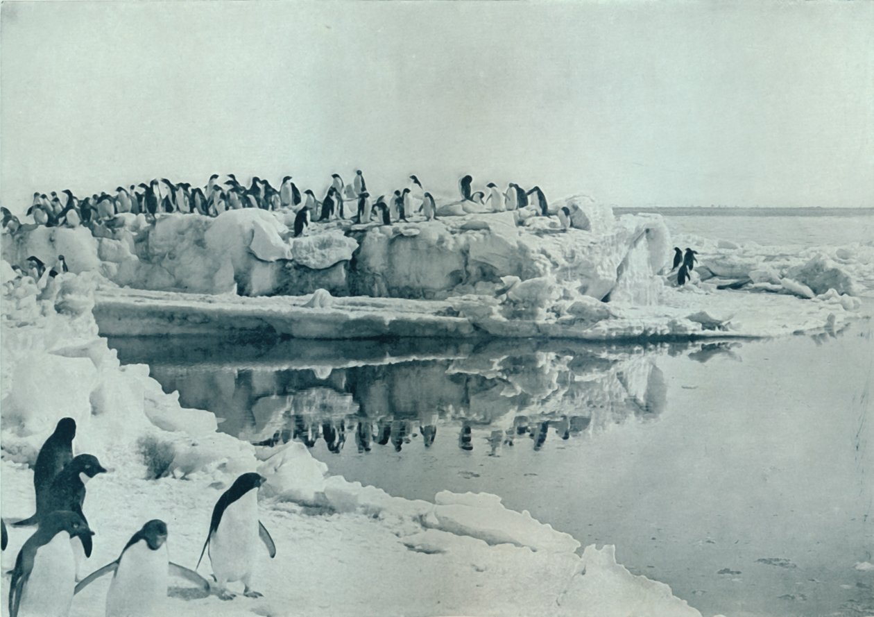 Pinguïns op ijsvoet, ca. 1911, 1913 door G. Murray Levick