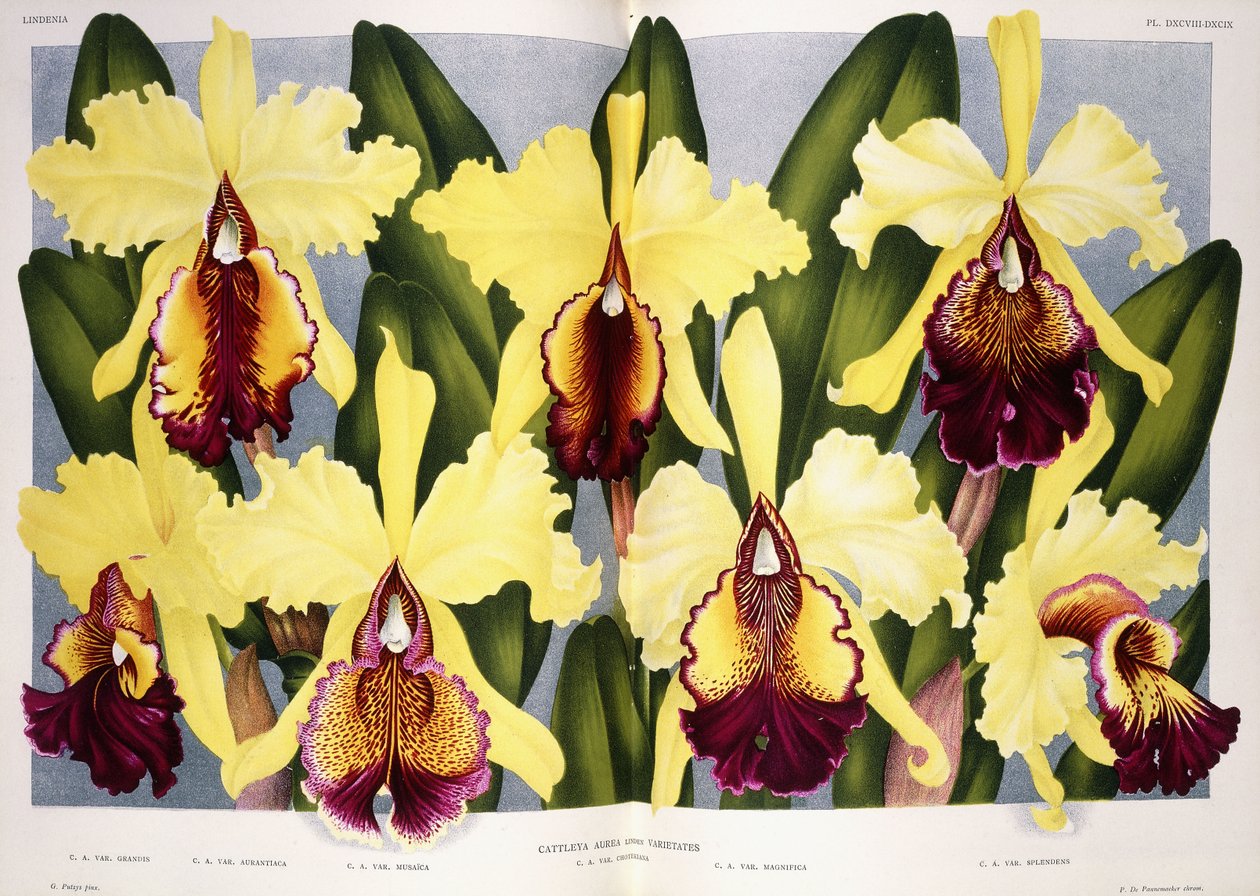 Variëteiten van de orchidee Cattleya, 1885-1903 door G. Putzys