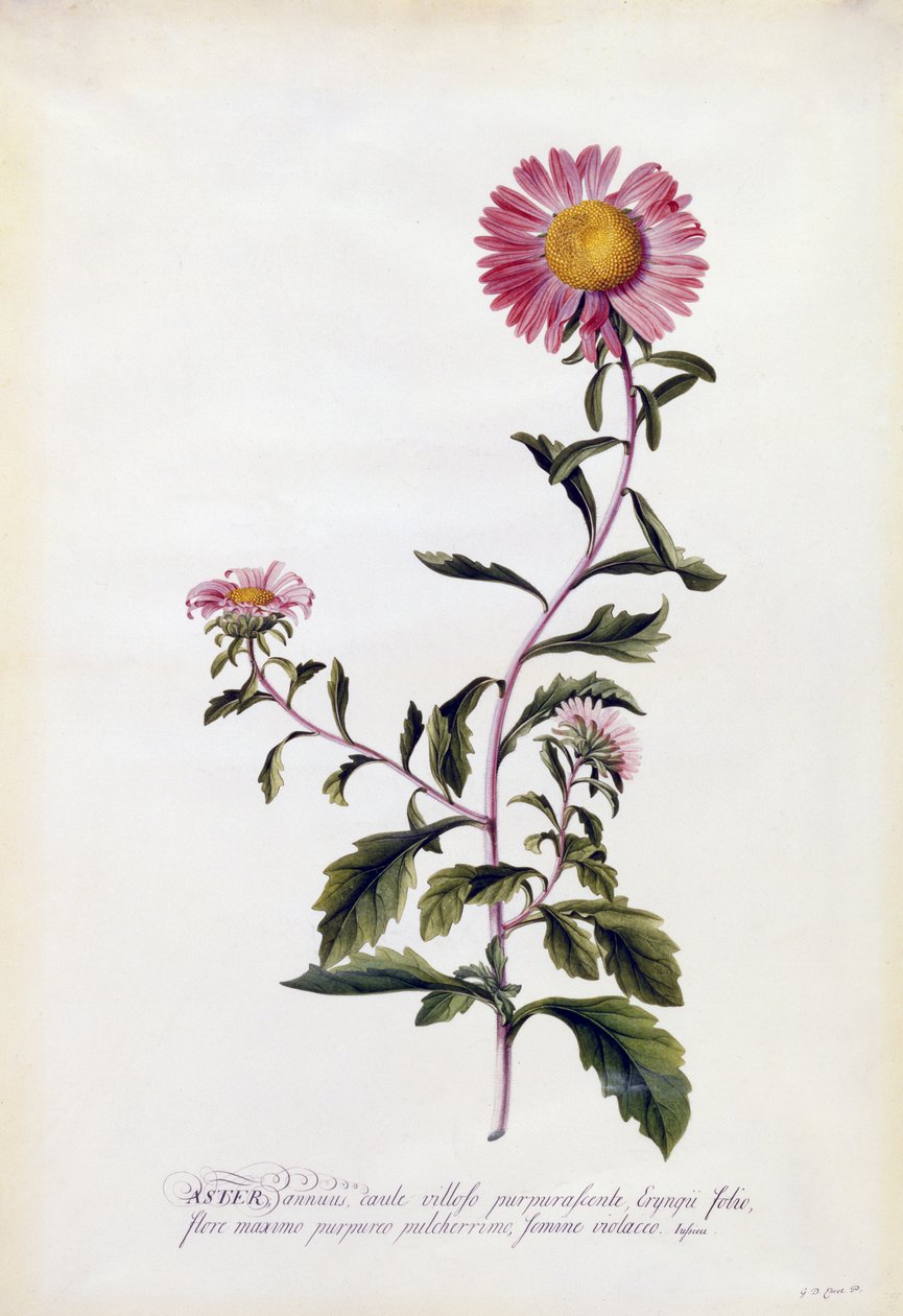 Aster, c.1743 door Georg Dionysius Ehret