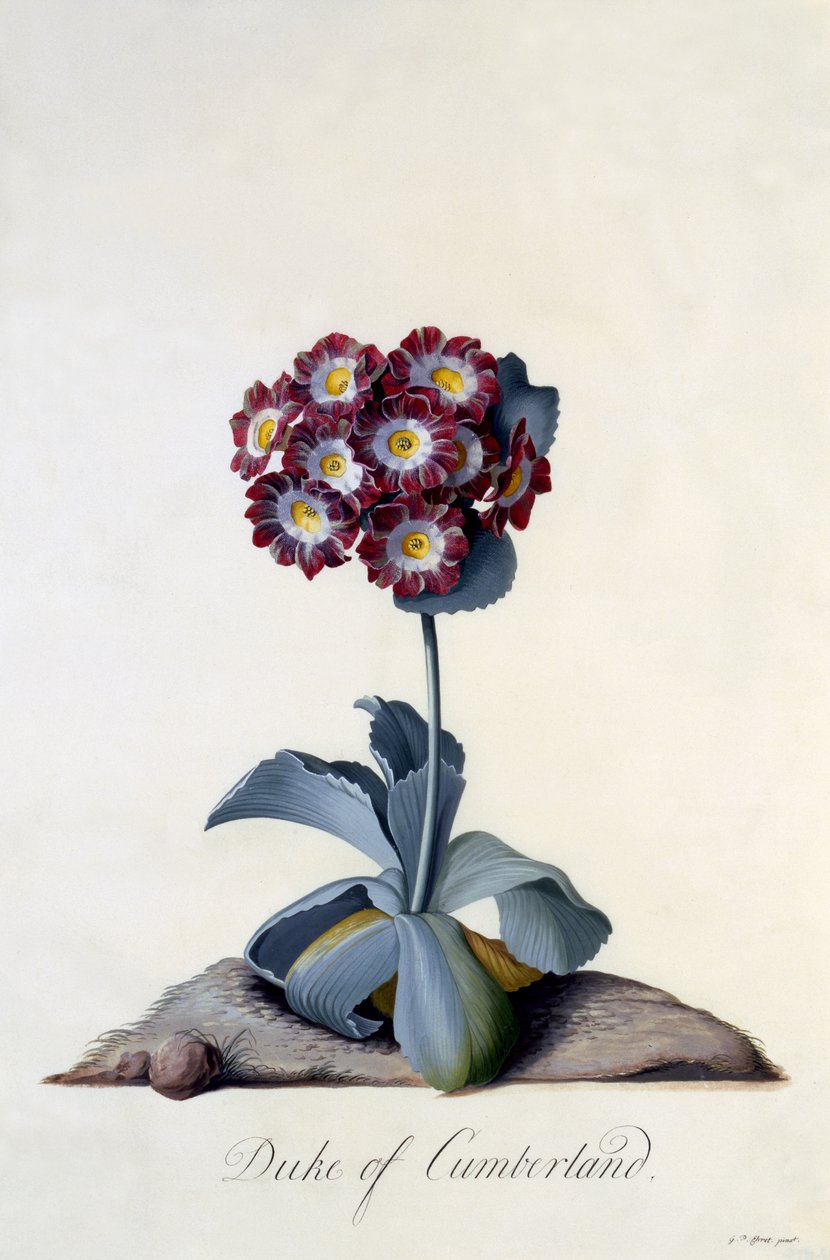Auricula Hertog van Cumberland c.1743 door Georg Dionysius Ehret