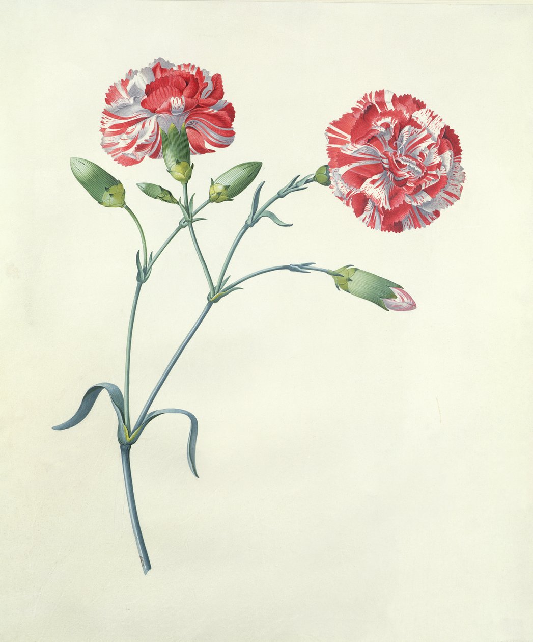 Anjer door Georg Dionysius Ehret