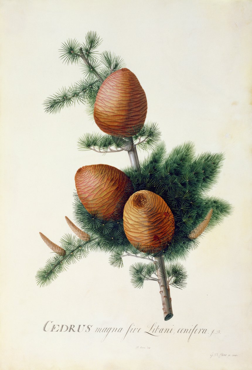 Cedrus Libani, 1744 door Georg Dionysius Ehret