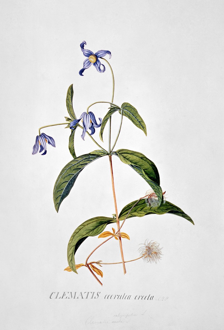 Clematis: Integrafolia door Georg Dionysius Ehret