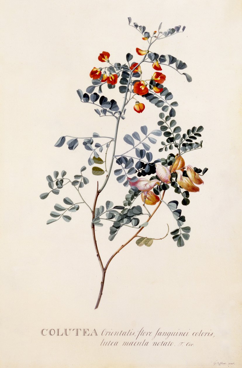 Colutea, c.1745 (handgekleurde gravure) door Georg Dionysius Ehret