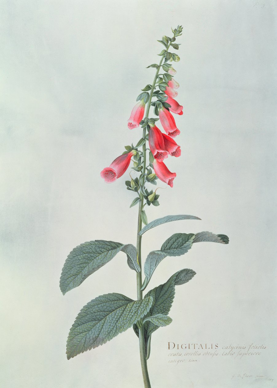 Digitalis purpurea (Vingerhoedskruid) door Georg Dionysius Ehret