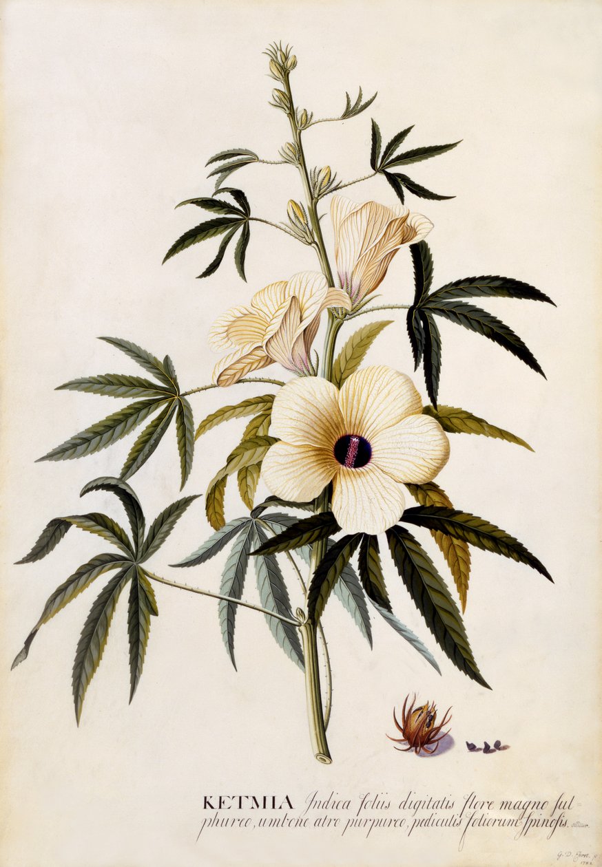 Ketmia, ca. 1742 door Georg Dionysius Ehret