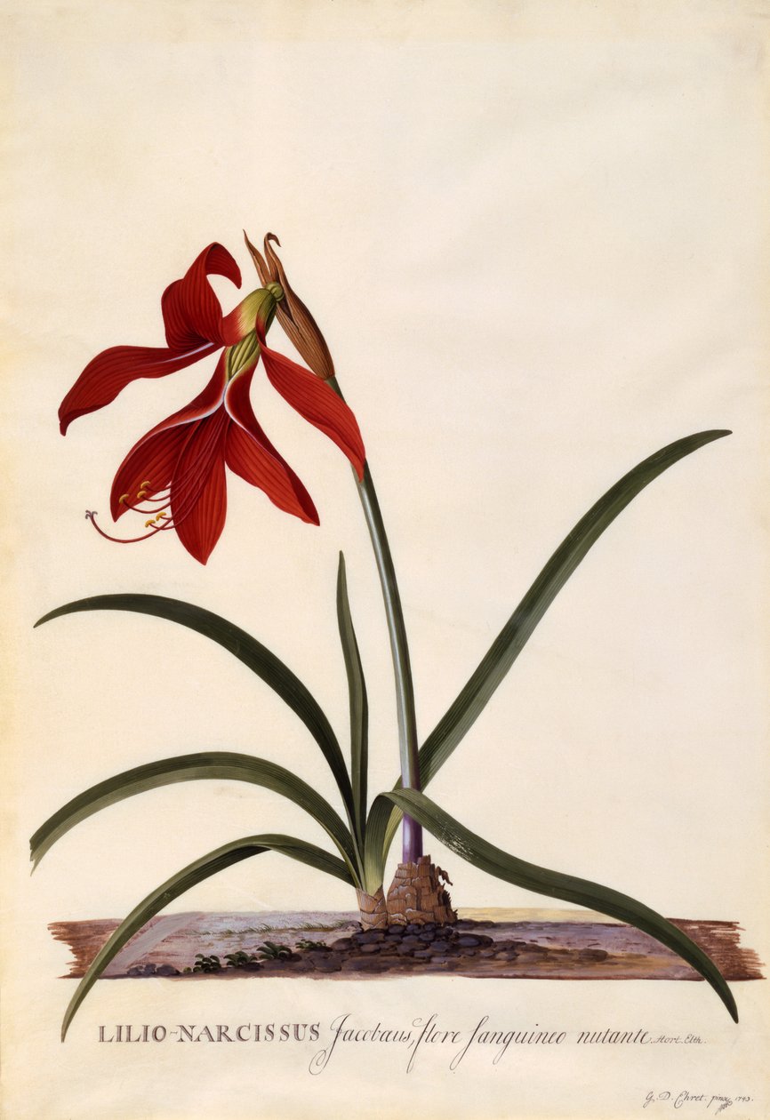 Lilio-Narcissus, Jaobean Lily, c.1743 door Georg Dionysius Ehret