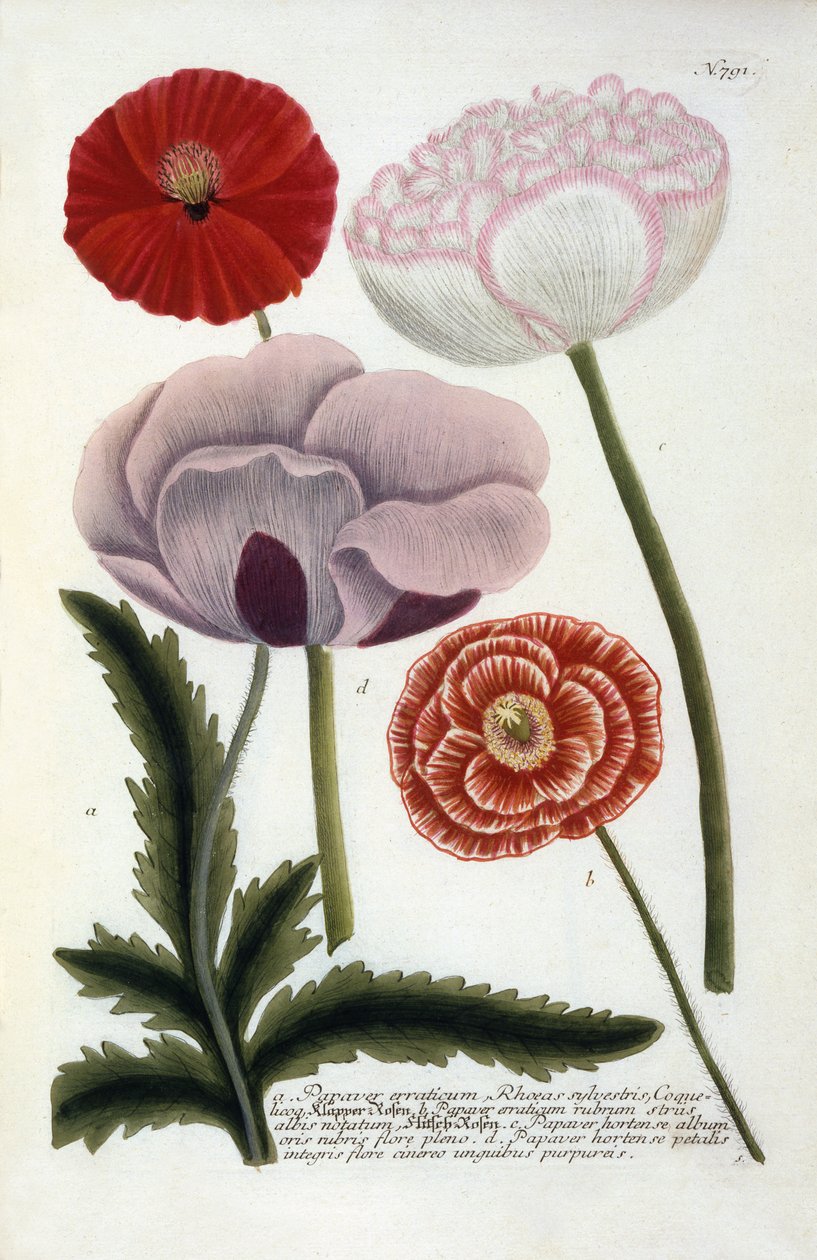 Papaver, uit Johann Wilhelm Weinmann