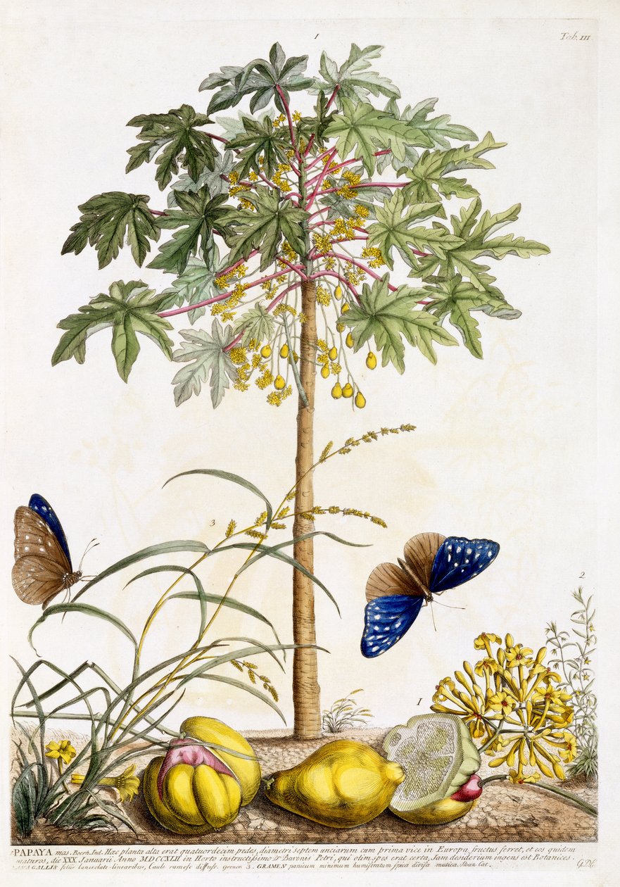 Papaja, c.1748 door Georg Dionysius Ehret