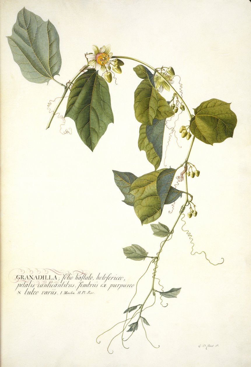 Passiflora holosericea (Passiebloem) door Georg Dionysius Ehret