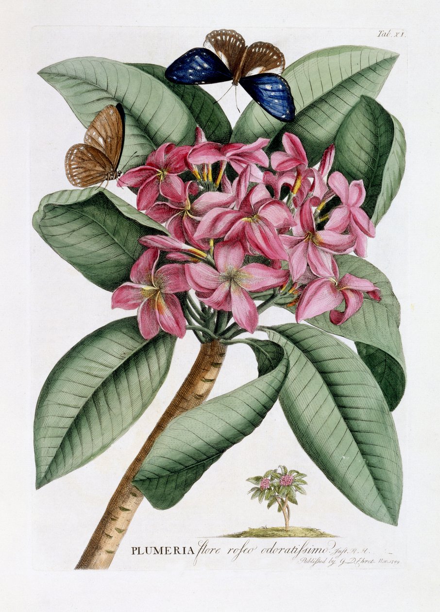 Plumeria, ca. 1749 (handgekleurde gravure) door Georg Dionysius Ehret