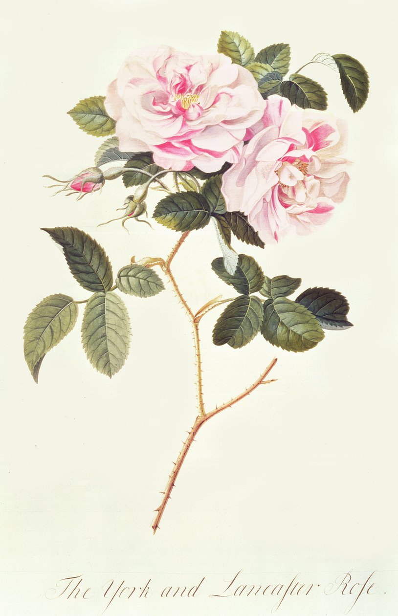 De York en Lancaster Roos door Georg Dionysius Ehret