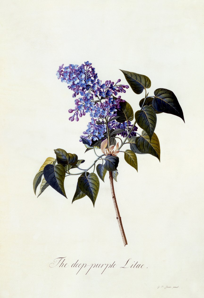 De diep-paarse sering, c.1743 door Georg Dionysius Ehret
