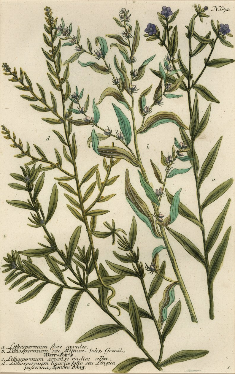 Gromwell variëteiten, Lithospermum soorten door Georg Dionysius (after) Ehret
