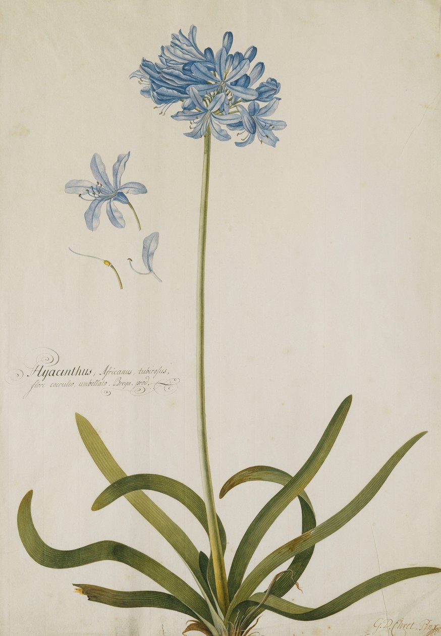 Agapanthus door Georg Dionysius Ehret
