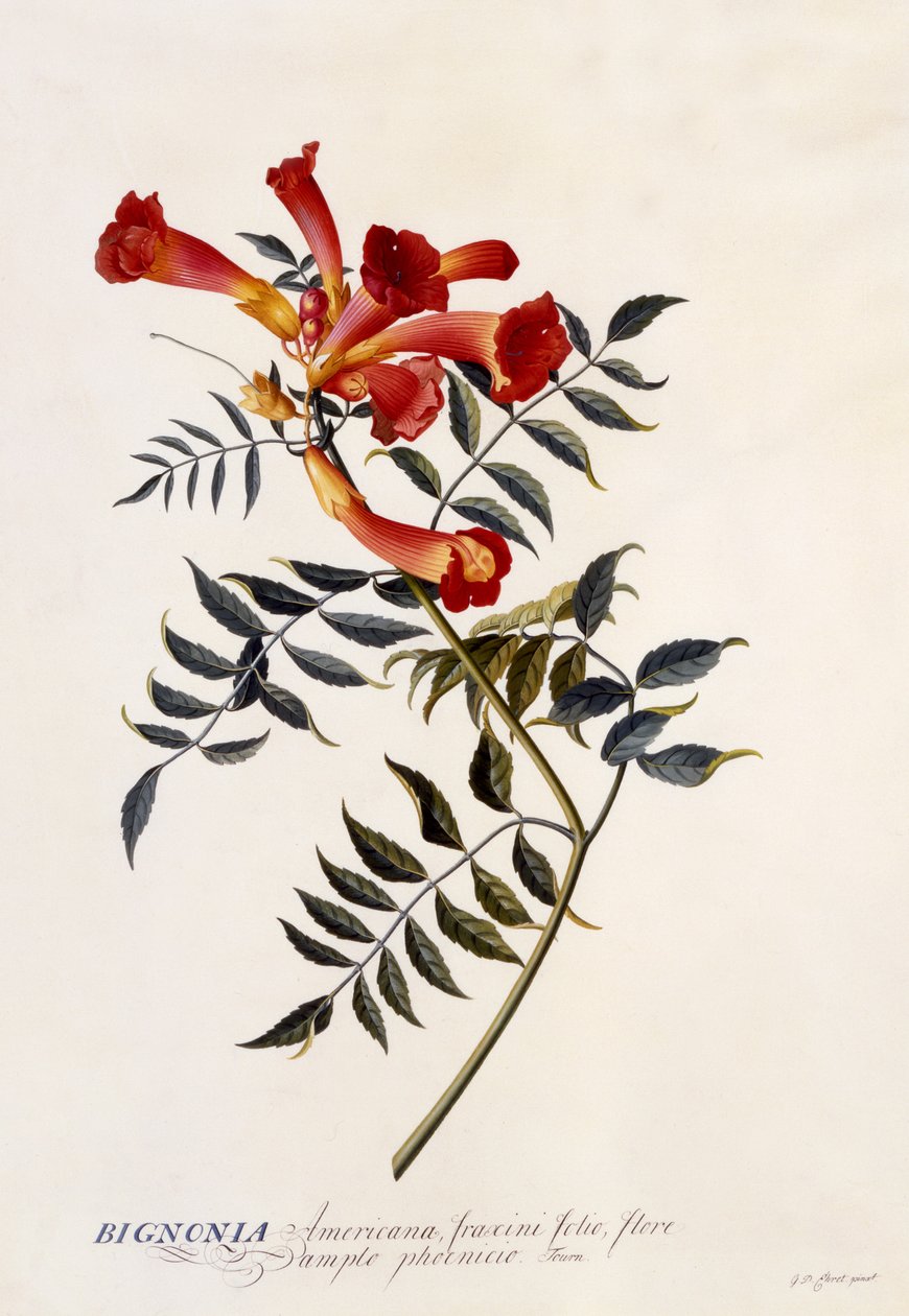 Bignonia Americana, c.1743 (handgekleurde gravure) door Georg Dionysius Ehret