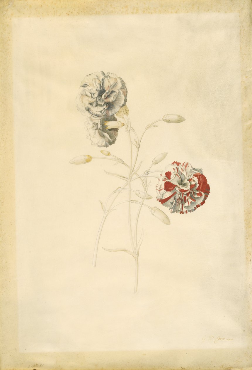 Anjers door Georg Dionysius Ehret