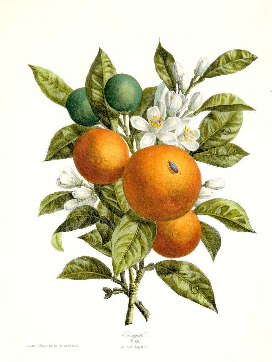 Citrus aurantiacus Sinaasappel door Georg Dionysius Ehret