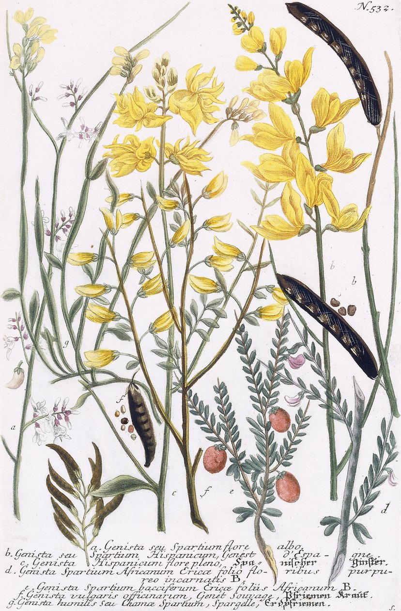 Genista door Georg Dionysius Ehret