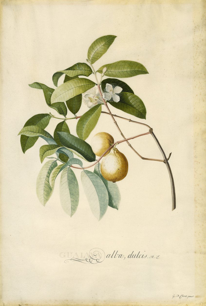 Guave door Georg Dionysius Ehret
