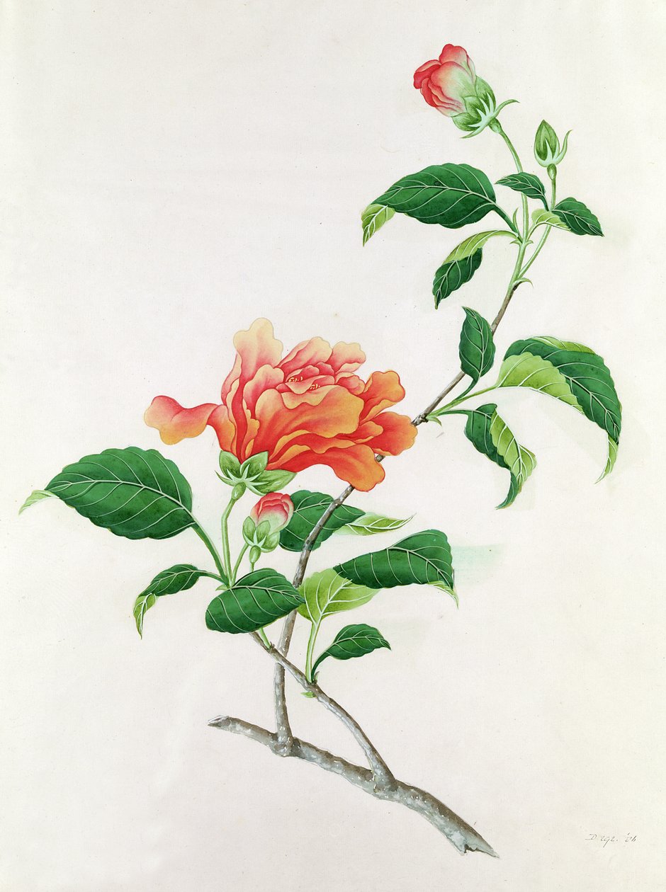Hibiscus door Georg Dionysius Ehret