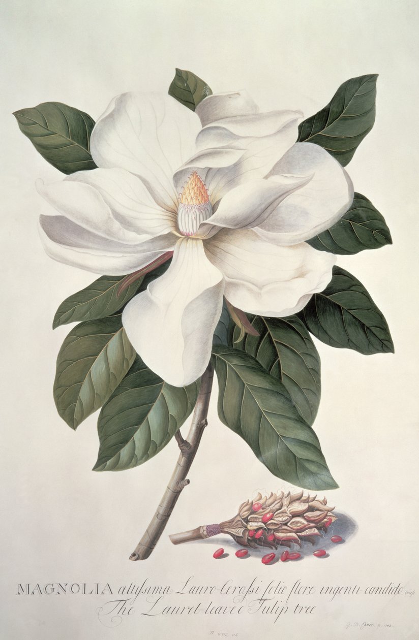 Magnolia door Georg Dionysius Ehret